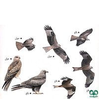 گونه کورکور سیاه Black Kite